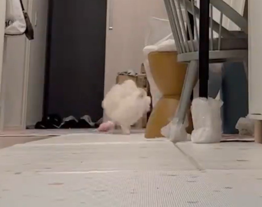 遊ぶポメラニアン