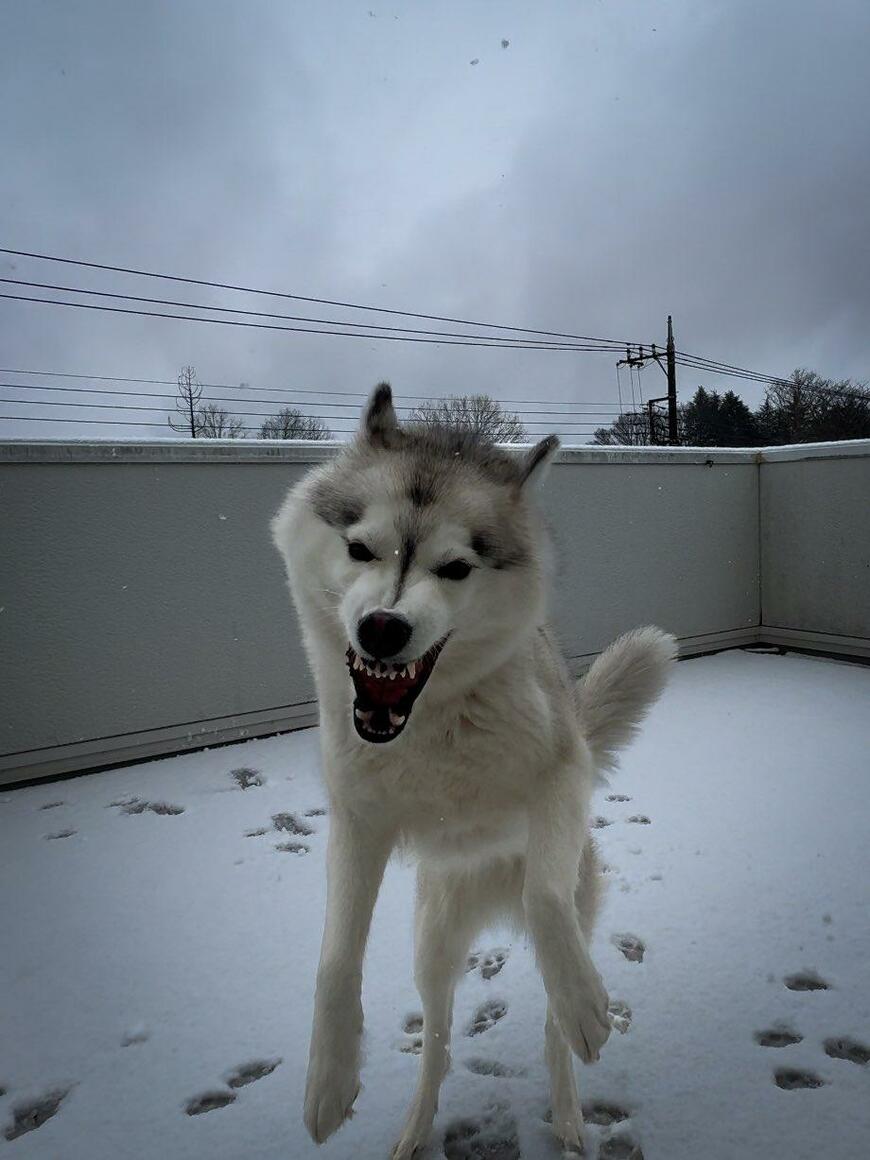 雪とハスキー犬