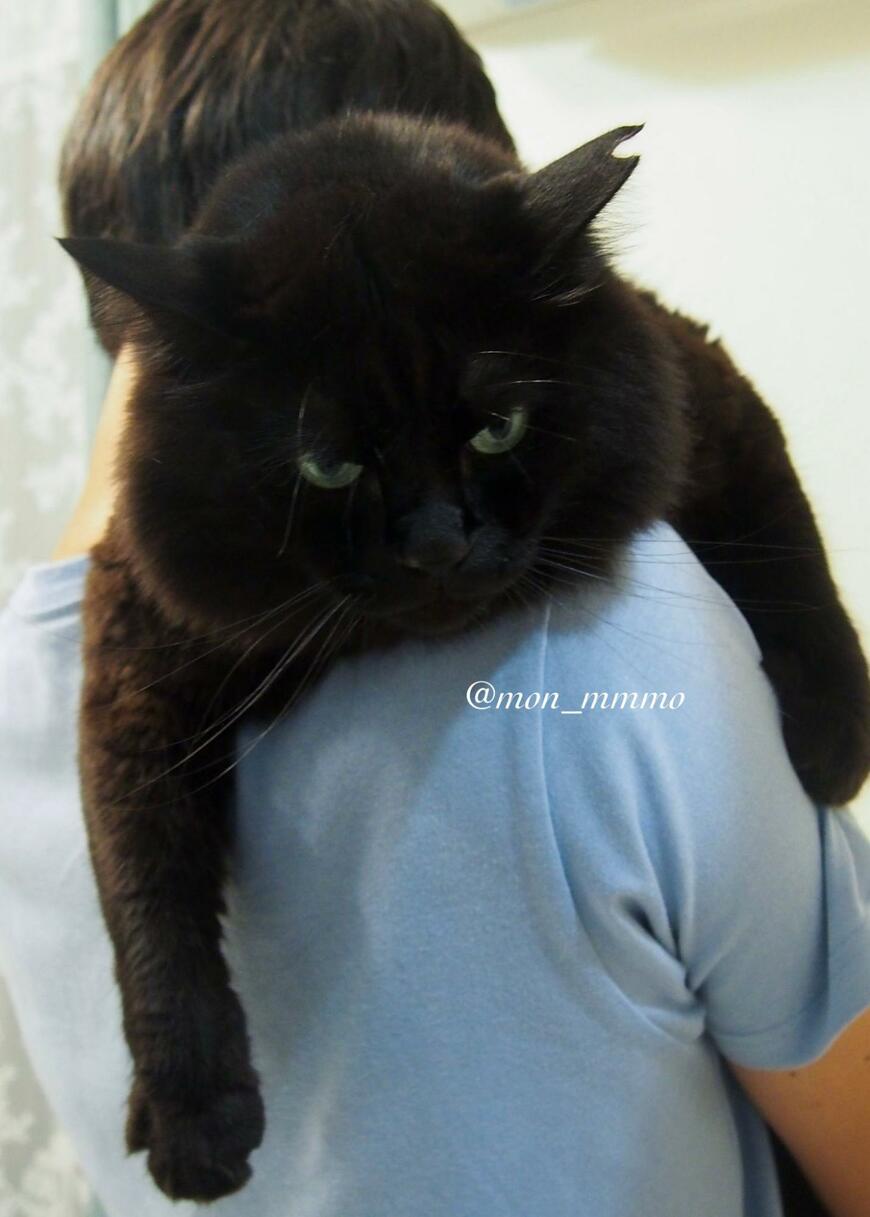 飼い主さんと猫