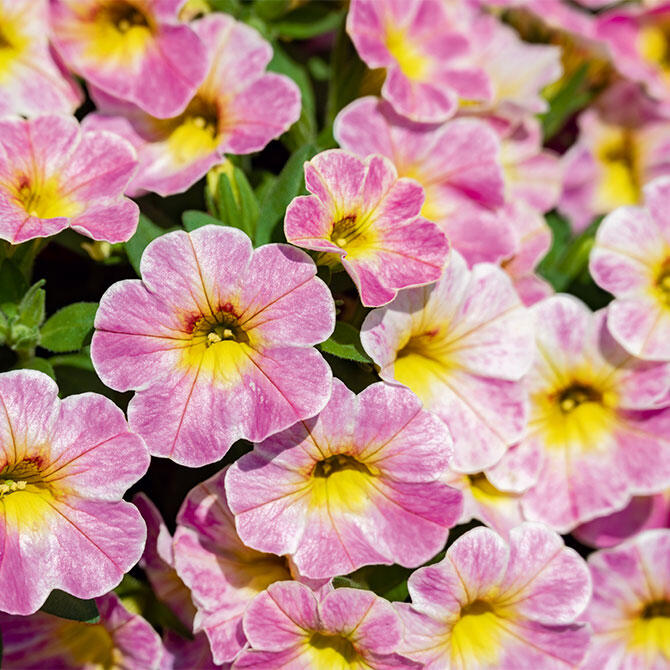 サントリーフラワーズ　ミリオンベル（アンティークピーチ）