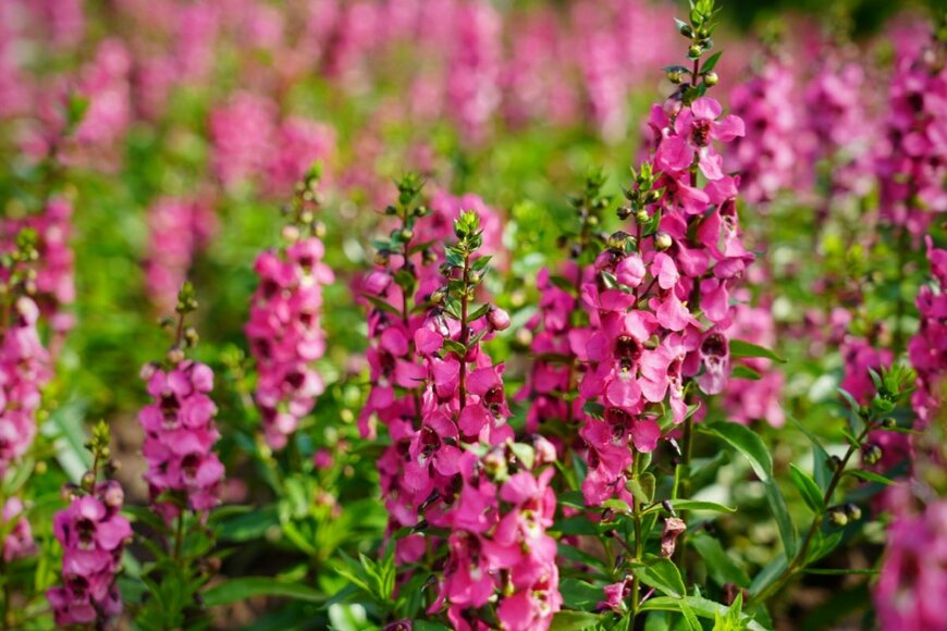 ピンクのアンゲロニアの花