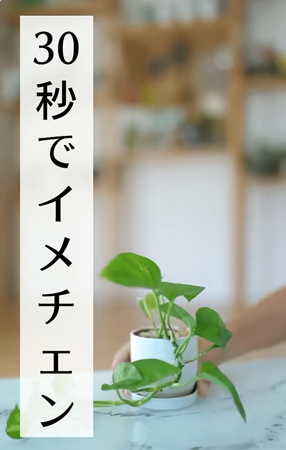 観葉植物ポトス30秒でイメチェン