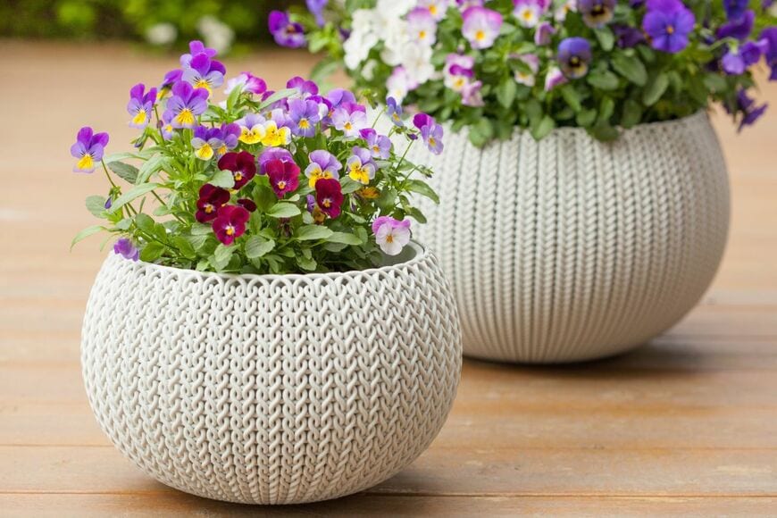 ワインレッド、紫、黄色など、色とりどりの花を咲かせている、鉢植えのパンジー