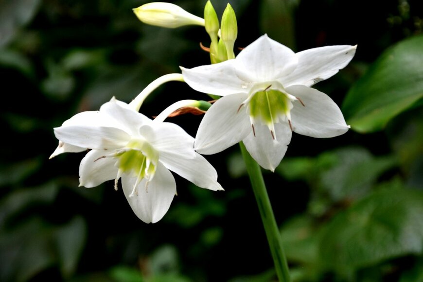 白いユーチャリスの花のアップ画像