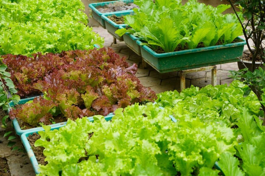 プランターで葉物野菜を育てている様子