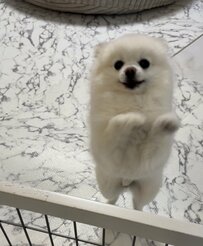 「ササミいるひと～」と聞かれた犬　かわいすぎる返答が12万表示