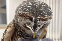 ぬいぐるみをくわえて「近づいてくるフクロウ」　まさかの展開に思わず目を疑う