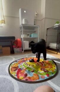 「めっちゃ天才猫ちゃん」オモチャが動かない→構造を理解した動きに驚愕！