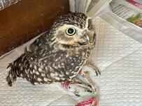 【どっしり座るフクロウ】腰を据えて座る姿が可愛い！堂々とした姿にメロメロ