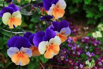 【冬のガーデニング】植物が元気に育つ4つのコツ。花壇がオシャレに華やぐ草花6選