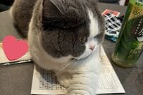 猫ちゃんが「お勉強監督官」に就任　飼い主の勉強を「監督」するも…「これではノートが開けないね」