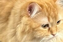 【4.7万いいね】Wi-Fiの電波が猫電波にのっとられた？