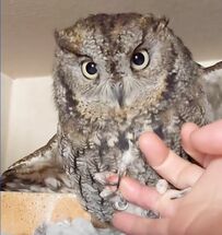 【甘えん坊なフクロウ】撫で撫でから意外な行動へ…！？強めの愛情表現に泣き笑い