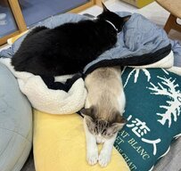 猫ちゃんの上に布団のようにかぶさるもう1匹の猫ちゃん　追いねこ布団でぬくぬくあったか！