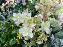 【クリスマスローズ他】関東南部のうちの庭で満開に！植えてよかった春の花5選〈低木・多年草・一年草〉