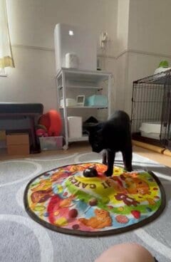 「めっちゃ天才猫ちゃん」オモチャが動かない→構造を理解した動きに驚愕！