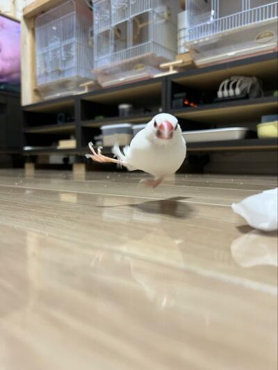 躍動感に満ちた駆け回る姿