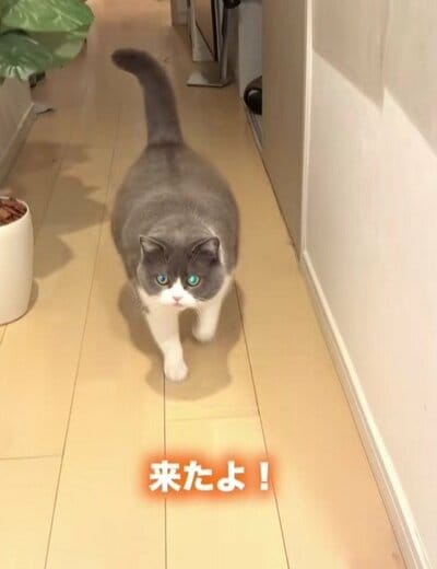 飼い主さんをお出迎えするまるちゃん