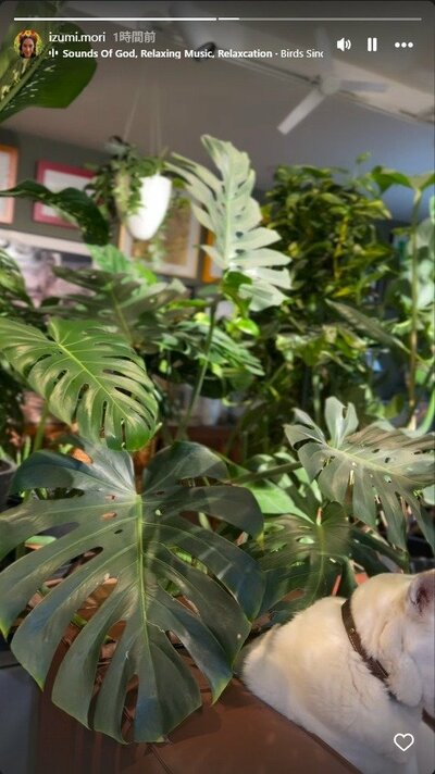 森泉のInstagramストーリーズ投稿