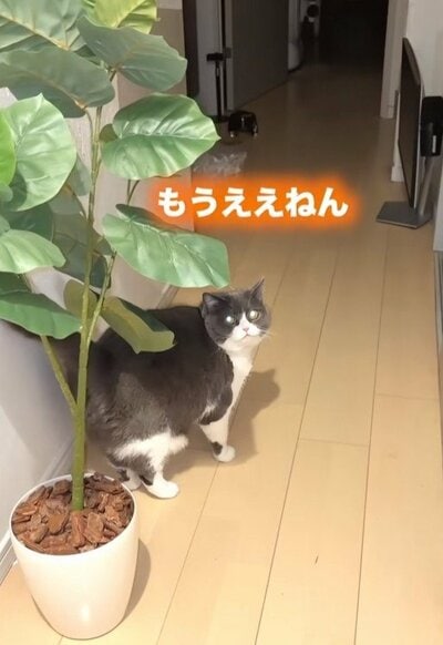 少しずつ塩対応に…