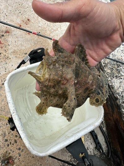 リリースした魚。丸みがある形が印象的
