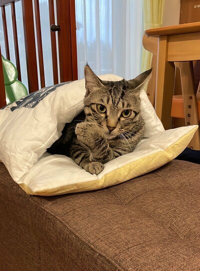 縞模様が美しいキジトラの保護猫