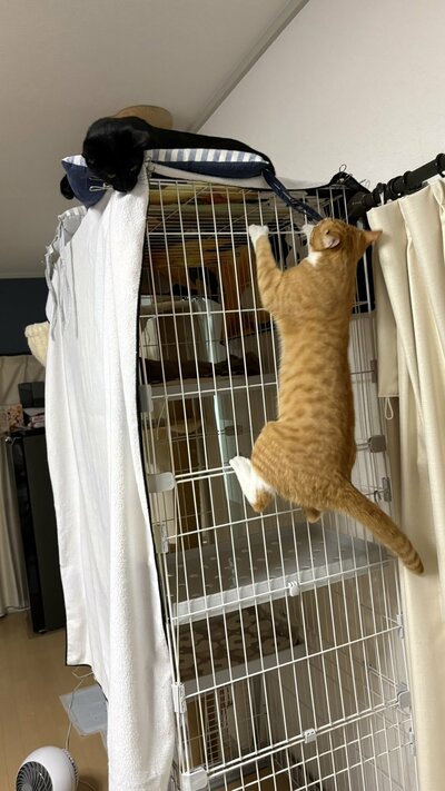 普段からよじ登ることが好き