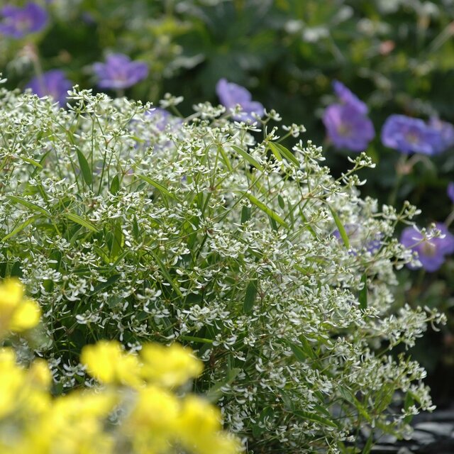 3苗で寄せ植えにしたら素敵！猛暑と乾燥に強い〈夏から晩秋までずっと咲く夏の花〉3つ。1苗ずつでも華やかです