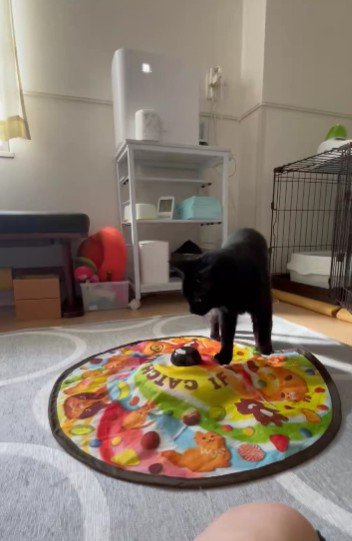 「めっちゃ天才猫ちゃん」オモチャが動かない→構造を理解した動きに驚愕！
