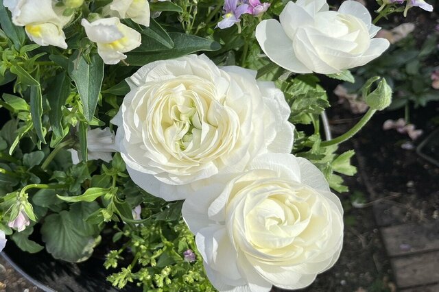 【寄せ植えレポート】ひと鉢で玄関華やぐ《真っ白ラナンキュラスが主役》透明感あふれる春の寄せ植え