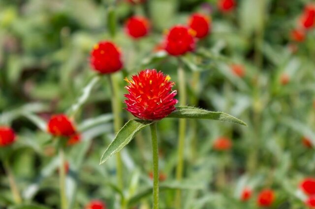 【猛暑と乾燥に強い一年草】夏の水やり管理を楽に！初夏から秋まで長く咲き続ける《夏花壇の定番花3選》