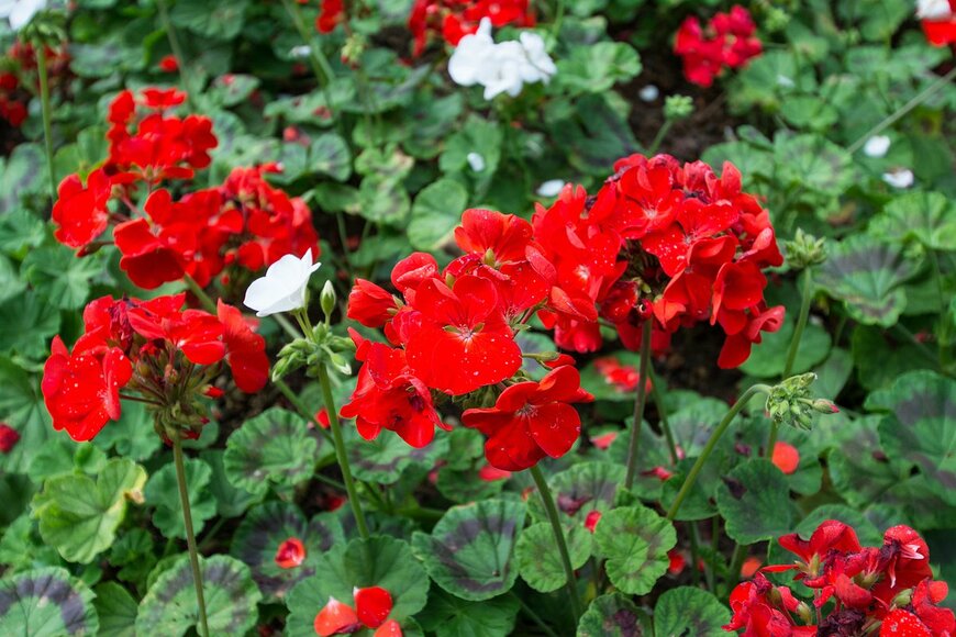 Suwatchai Pluemruetai/Shutterstock.com