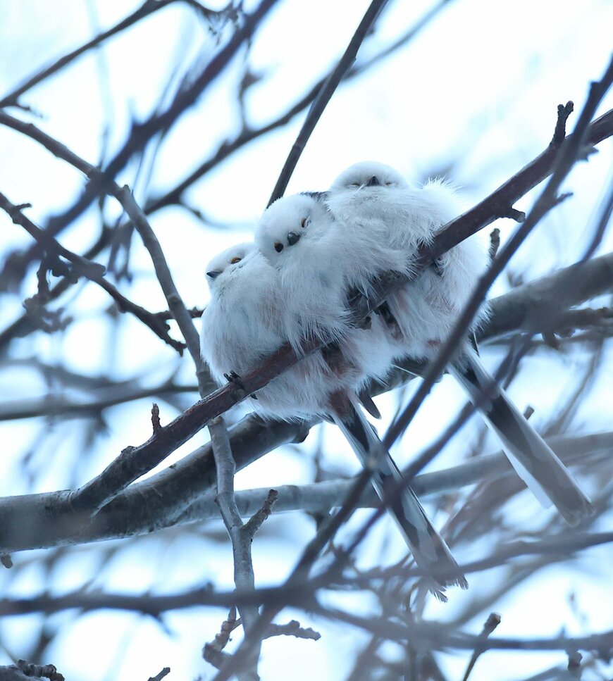 出所：@daily_simaenaga