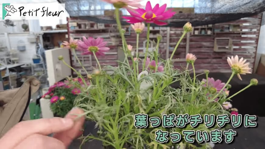 春には満開に！今できる〈寒波で傷んだマーガレット〉の復活方法を【園芸のプロ】が解説「ビフォーアフターが素敵」