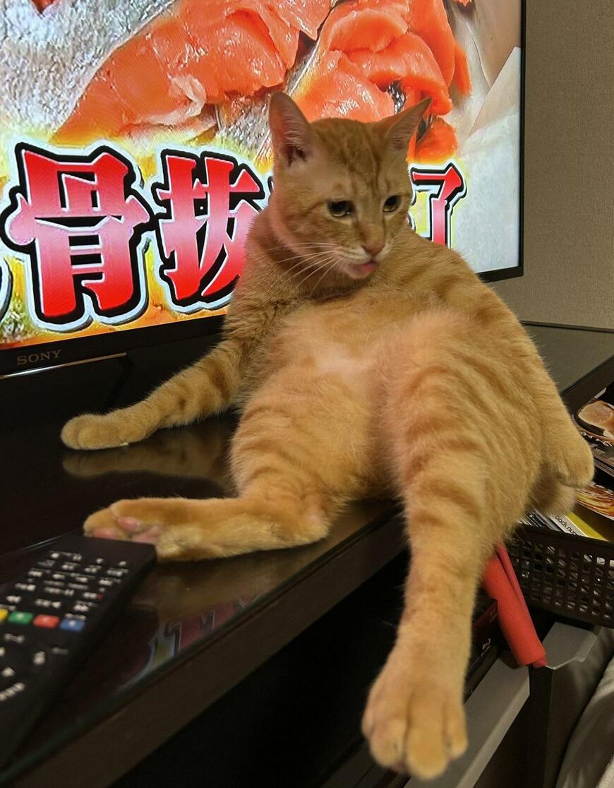 出所：@Beercat_Ana_Dar