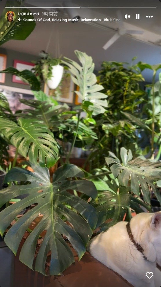 出所：森泉のInstagramストーリーズ（＠izumi.mori） 参照日：2026年1月7日