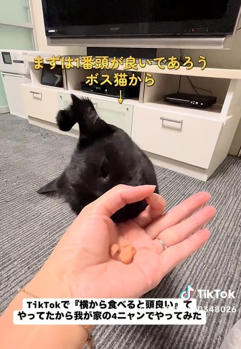 「まともなやつがおらん」4匹の猫がおやつチャレンジをすると…→それぞれの行動に笑ってしまう