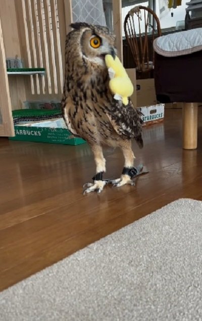 出所：@miracle_meg