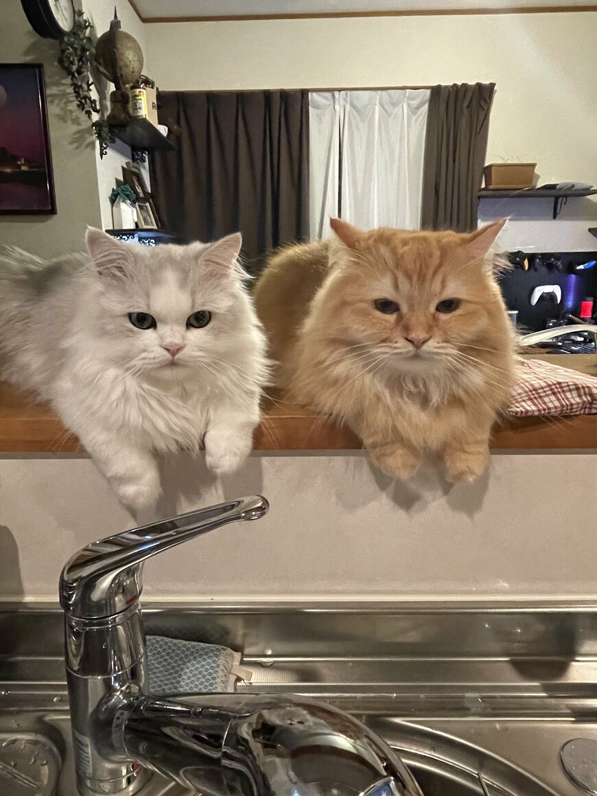 出所：@NEKOLAND13