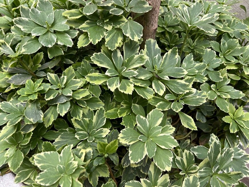 iPlantsman/shutterstock.com