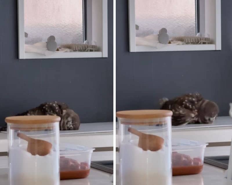 出所：@hiji.mozu_owl