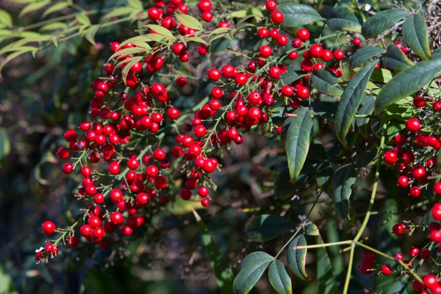 ナンテン　Malisa Nicolau/istockphoto.com