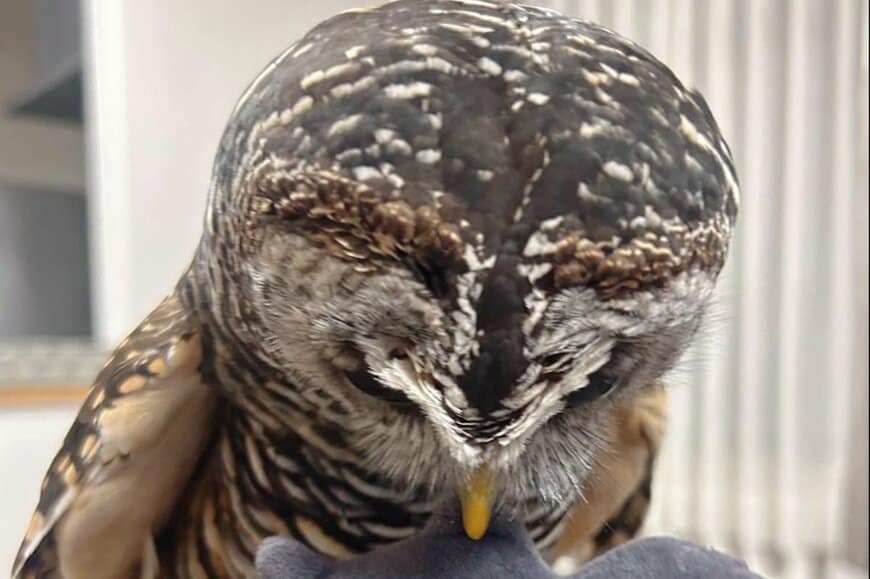 ぬいぐるみをくわえて「近づいてくるフクロウ」　まさかの展開に思わず目を疑う