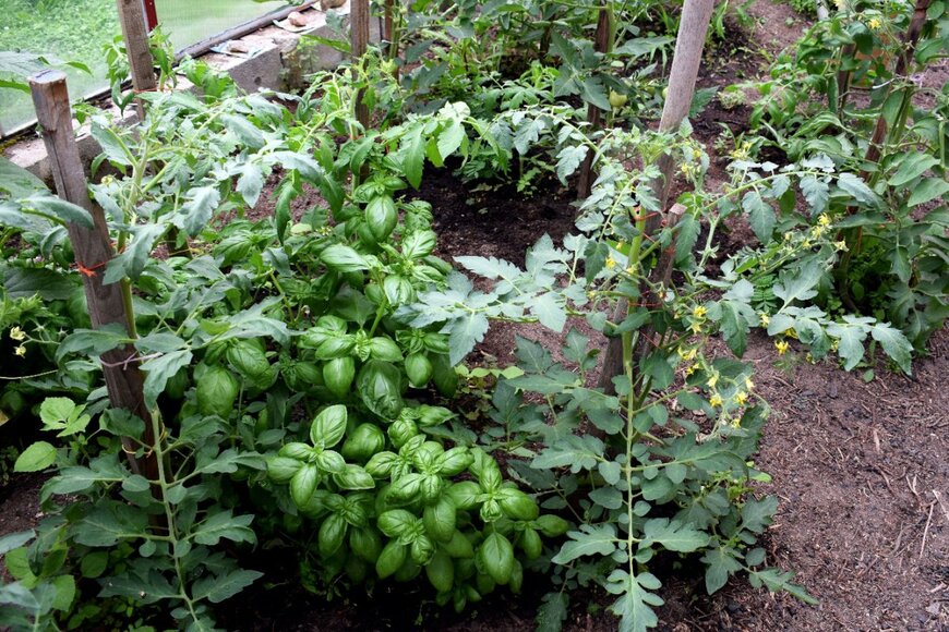 matunka/shutterstock.com