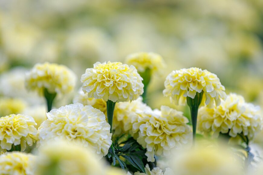 Wut_Moppie/Shutterstock.com