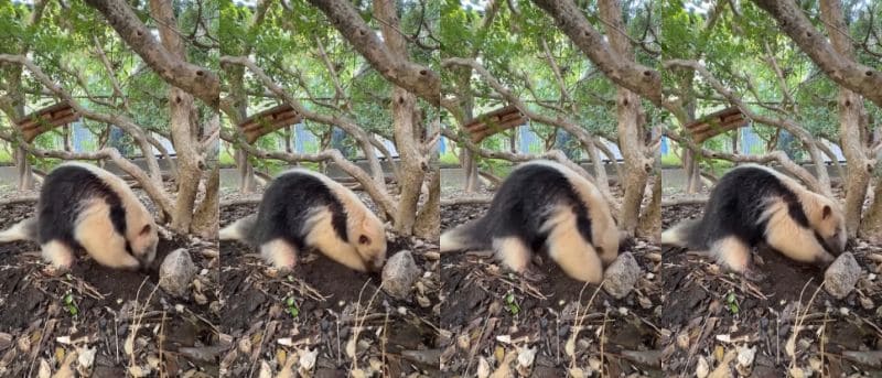 提供：愛媛県立とべ動物園