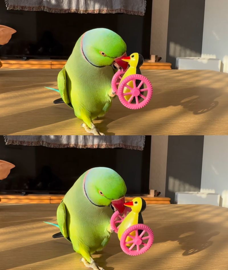 出所：@zundamame_cockatiel