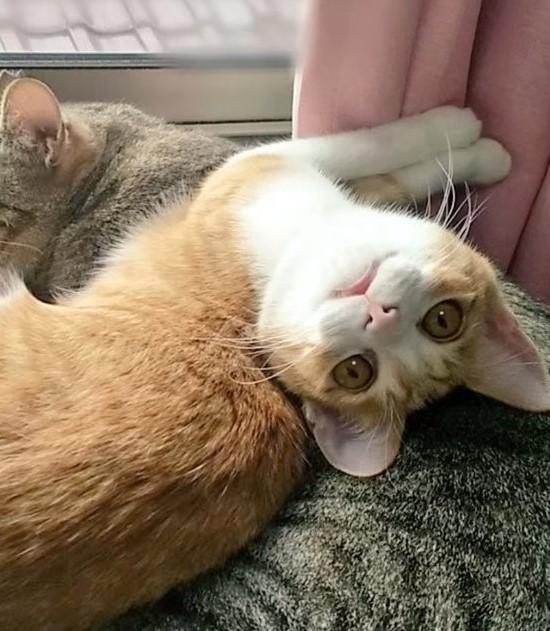 出所：@mero627puri914 