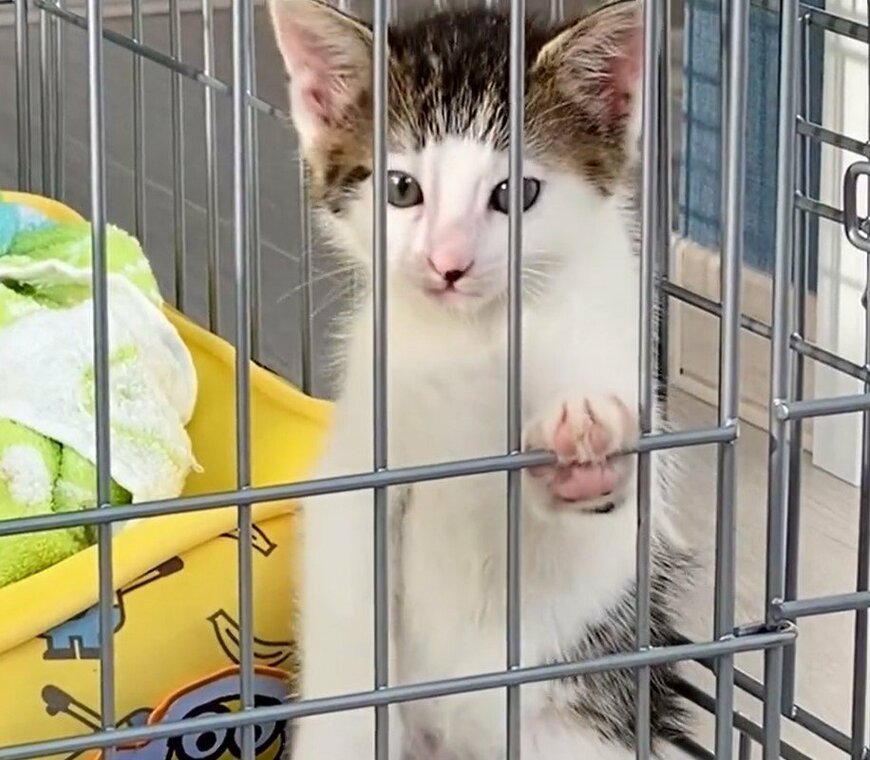 出所：@Saeroyi_cat