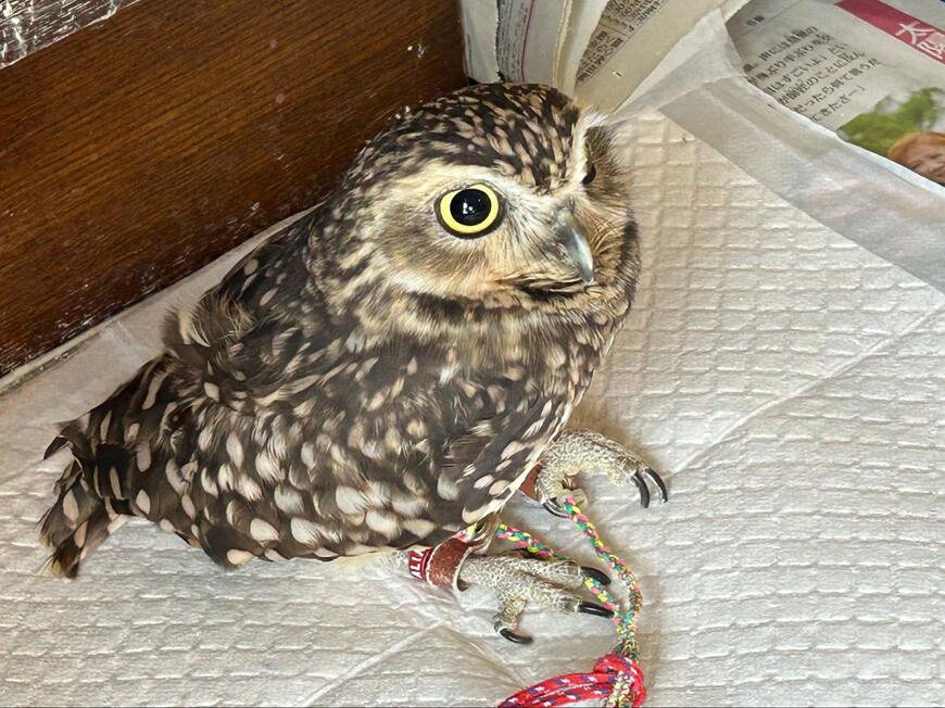 【どっしり座るフクロウ】腰を据えて座る姿が可愛い！堂々とした姿にメロメロ